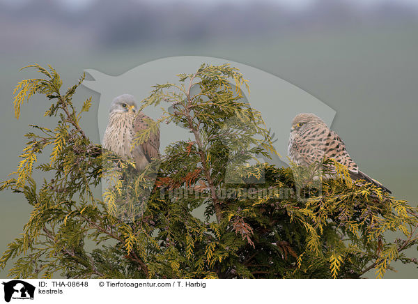 kestrels / THA-08648