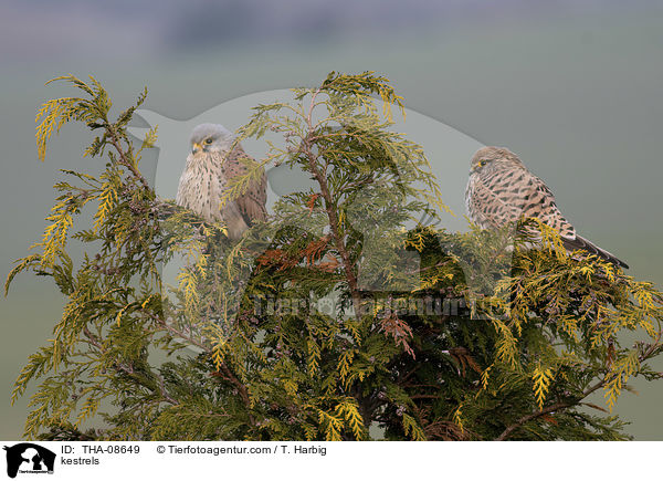 kestrels / THA-08649
