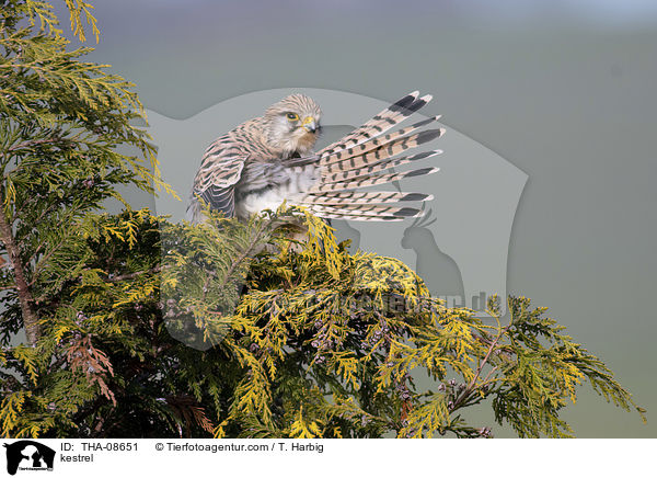 kestrel / THA-08651