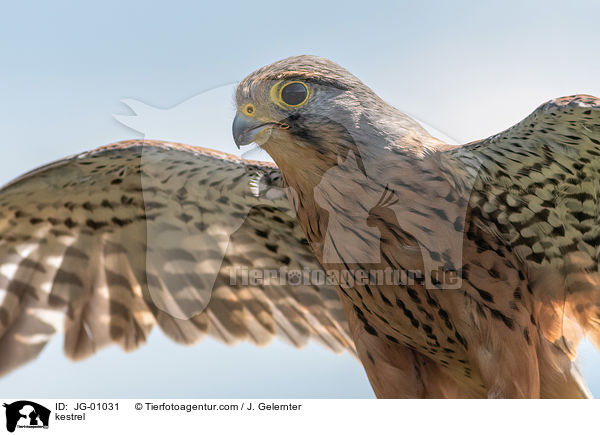 kestrel / JG-01031