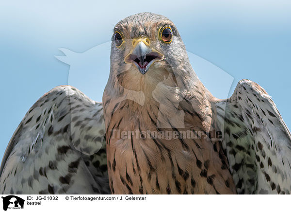 kestrel / JG-01032