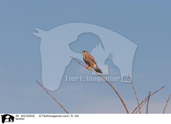 kestrel / SO-02932