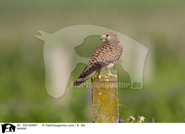 Turmfalke / kestrel / SO-02997