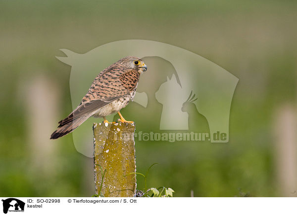 kestrel / SO-02998