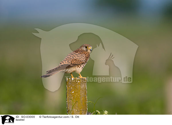 kestrel / SO-03000