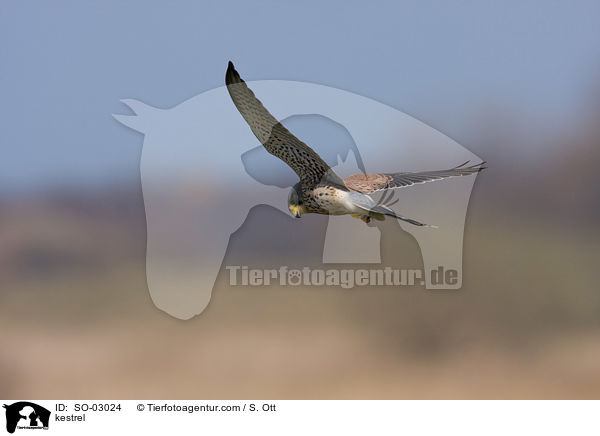 kestrel / SO-03024
