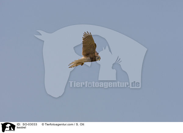 Turmfalke / kestrel / SO-03033