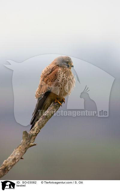 kestrel / SO-03082