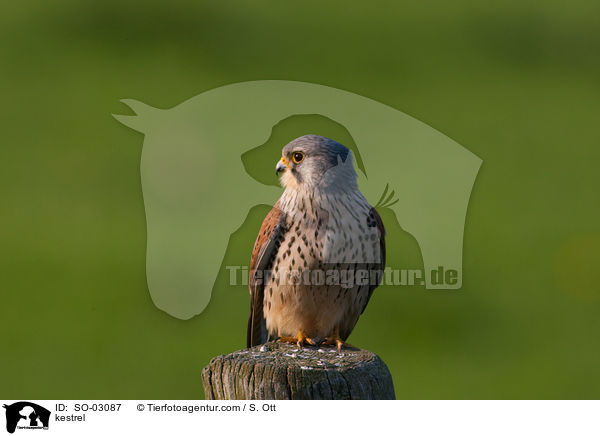 kestrel / SO-03087
