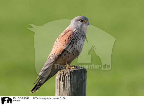 kestrel / SO-03089