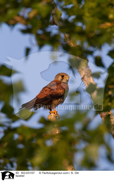 kestrel / SO-03107