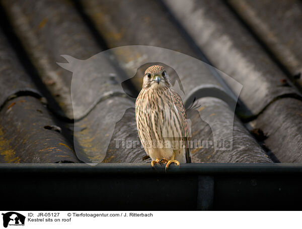 Kestrel sits on roof / JR-05127