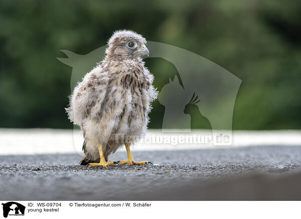 young kestrel / WS-09704