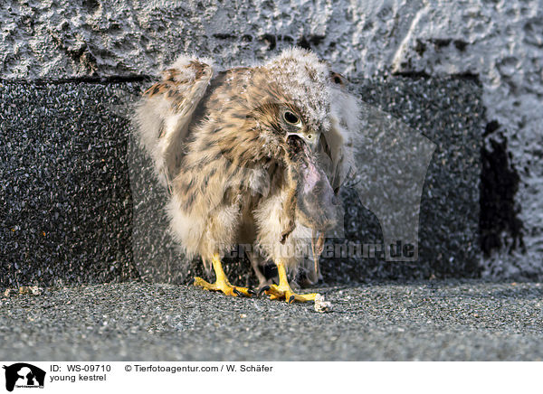 young kestrel / WS-09710