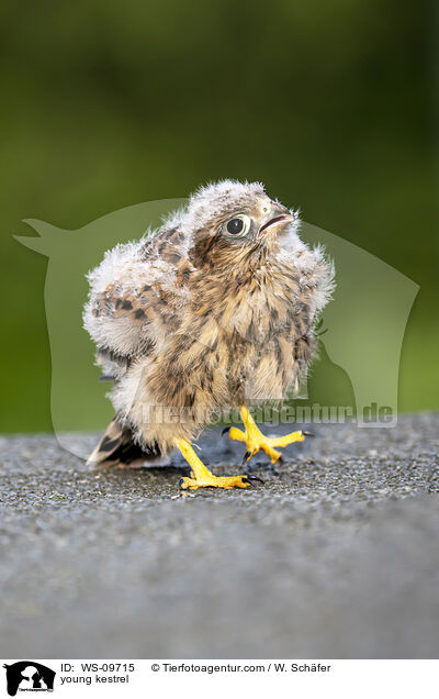 young kestrel / WS-09715