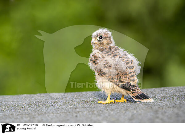 young kestrel / WS-09716