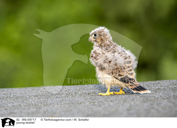 young kestrel / WS-09717