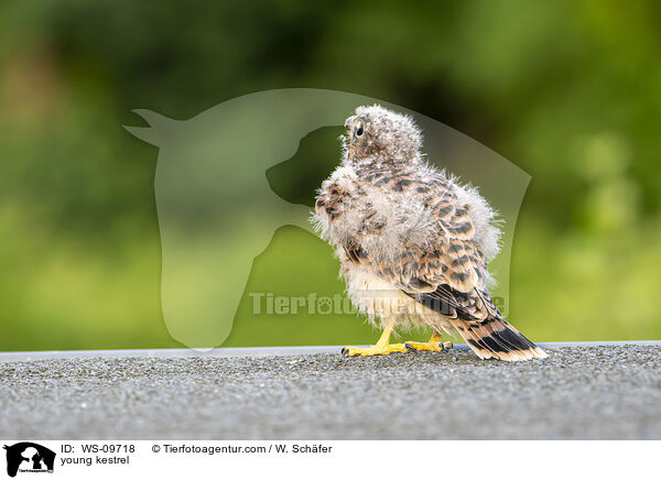young kestrel / WS-09718