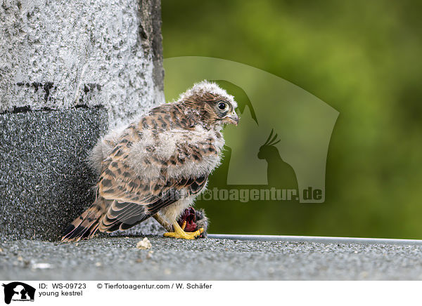 young kestrel / WS-09723