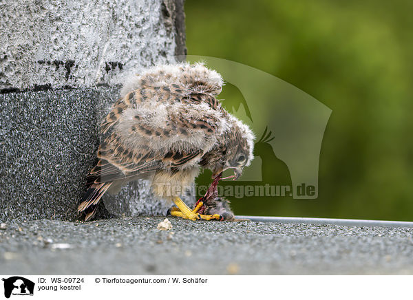 junger Turmfalke / young kestrel / WS-09724