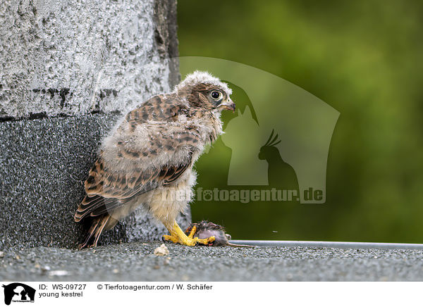 young kestrel / WS-09727