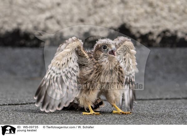 young kestrel / WS-09735
