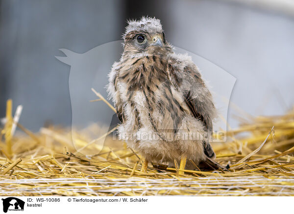kestrel / WS-10086