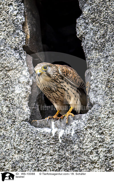 kestrel / WS-10088