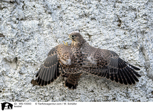 kestrel / WS-10093