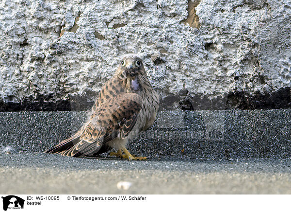 kestrel / WS-10095