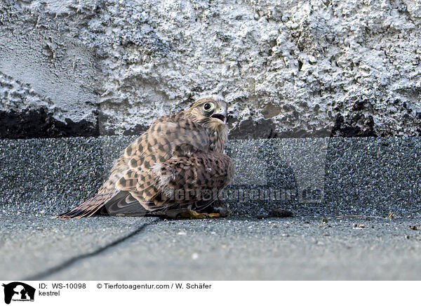 kestrel / WS-10098
