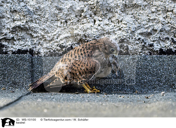 kestrel / WS-10100
