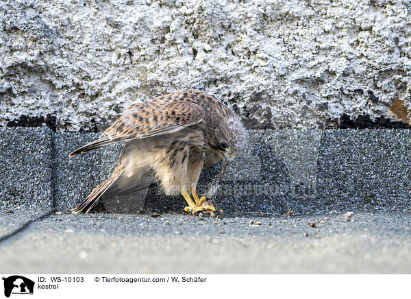 kestrel / WS-10103