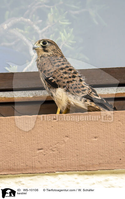 kestrel / WS-10106
