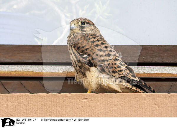 Turmfalke / kestrel / WS-10107
