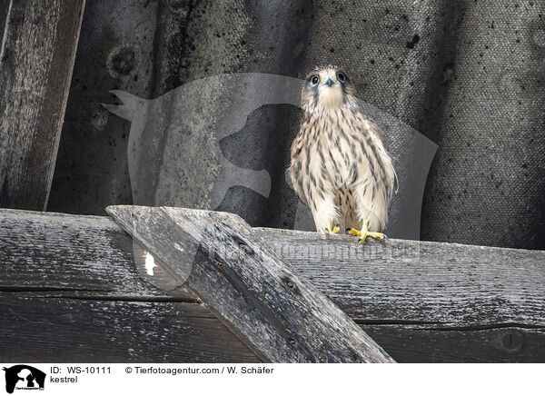 kestrel / WS-10111
