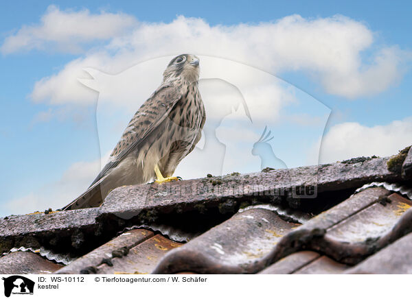 kestrel / WS-10112