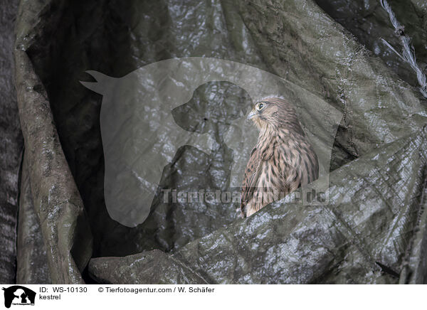 Turmfalke / kestrel / WS-10130