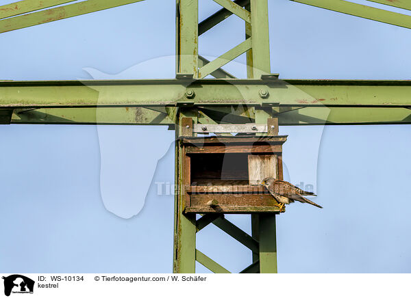 kestrel / WS-10134