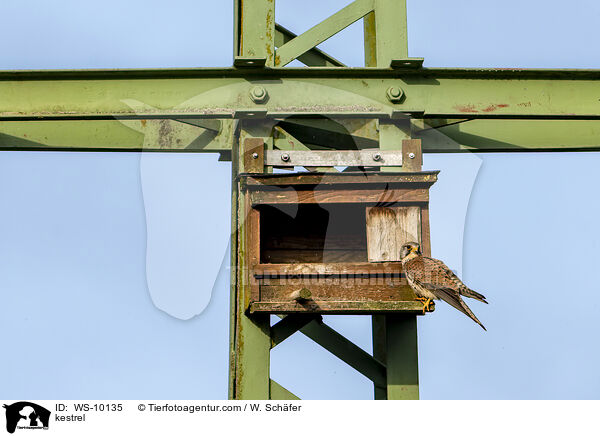 kestrel / WS-10135