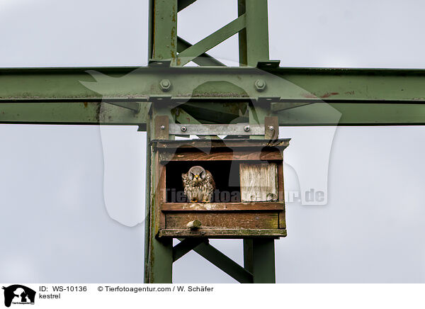 Turmfalke / kestrel / WS-10136