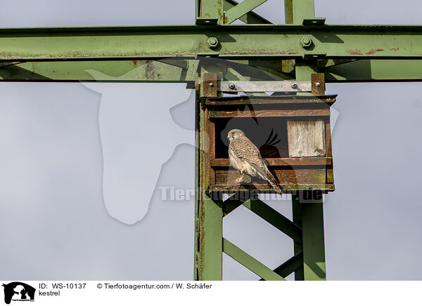 Turmfalke / kestrel / WS-10137