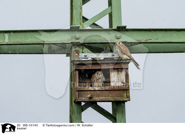 Turmfalke / kestrel / WS-10140