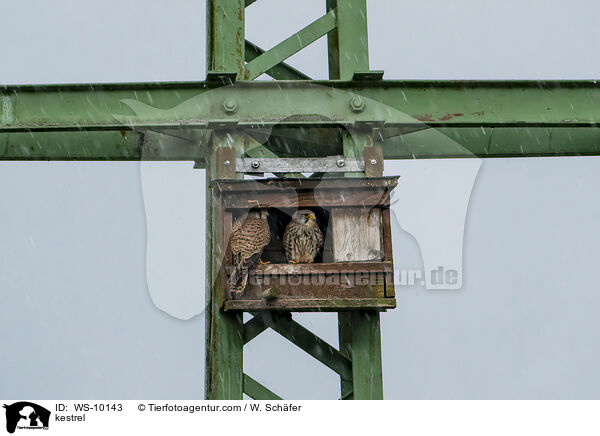 Turmfalke / kestrel / WS-10143