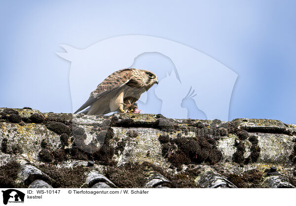 Turmfalke / kestrel / WS-10147