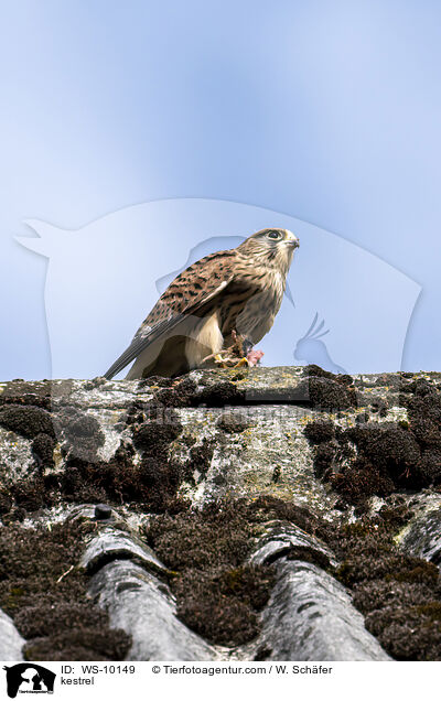Turmfalke / kestrel / WS-10149