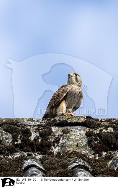 kestrel / WS-10150