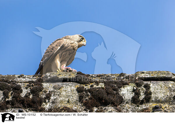 Turmfalke / kestrel / WS-10152