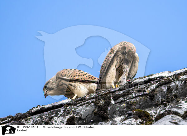 kestrel / WS-10161