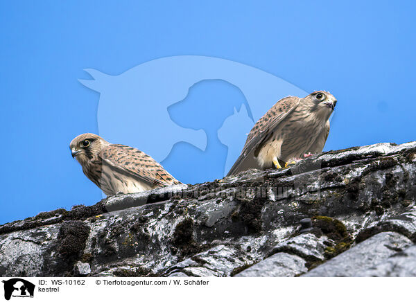 kestrel / WS-10162